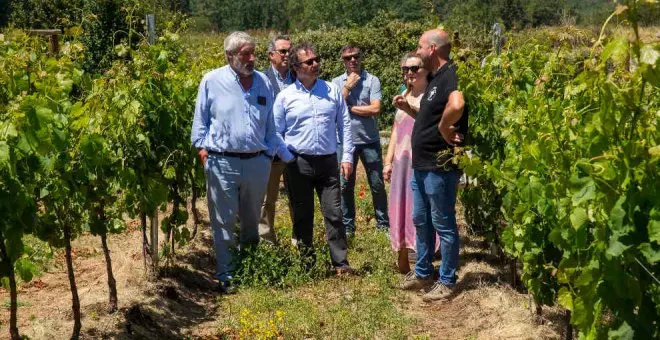 El Gobierno quiere crear una nueva IGP del vino centrada en el sur de Cantabria