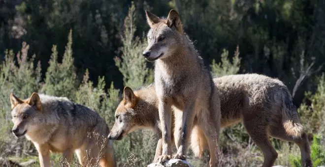 La Justicia europea prohíbe la caza de lobos cuando su estado de conservación sea desfavorable