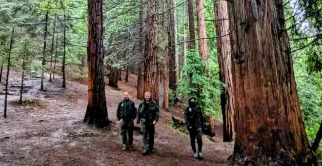 Patrullas de vigilancia para mantener con vida el bosque de secuoyas único en Europa de Cabezón de la Sal