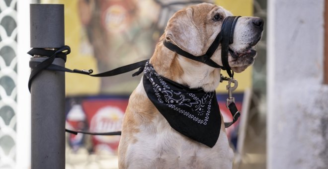 España, el nuevo El Dorado veterinario para los inversores