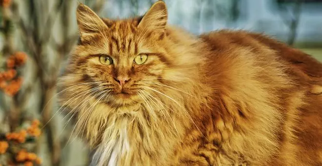 Ocho razas de gatos naranjas que te enamorarán