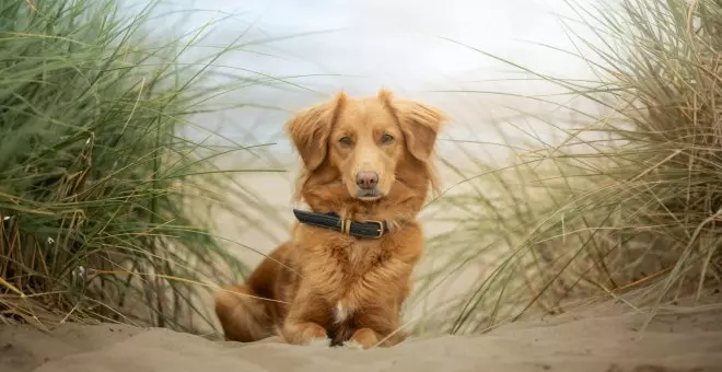 Collares antiparasitarios para perros: cómo elegir el más adecuado