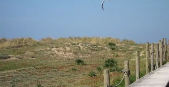 Costas realizará plantaciones de refuerzo en los sistemas dunares de Liencres y Loredo