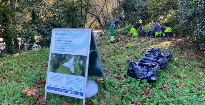 El Asón necesita voluntario para luchar contra la flora invasora