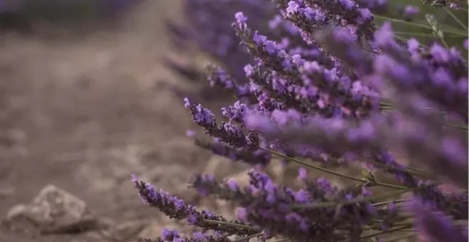 La Junta autorizará el adelanto de la cosecha en las parcelas de lavanda afectadas por la plaga de gusano