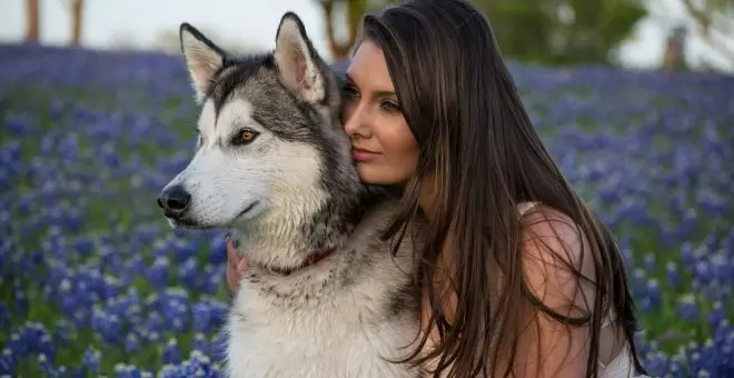 Husky siberiano: cuidados y características de esta raza