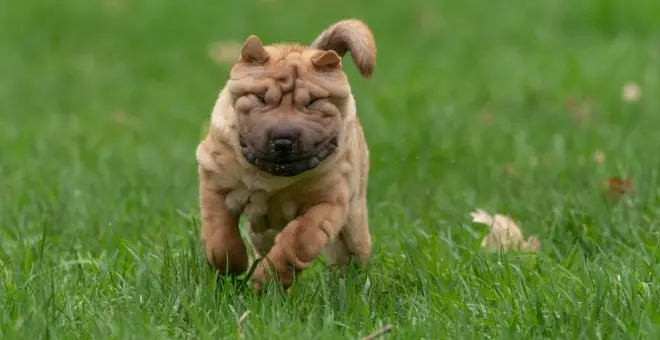 El adiós de Otto, mi perro de corazón grande