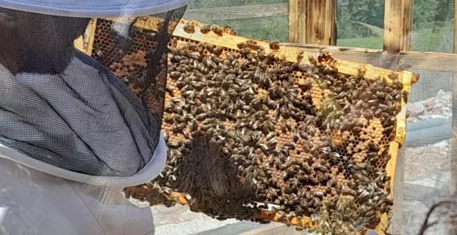 BeeXperience, una nueva forma de acercarse a las abejas