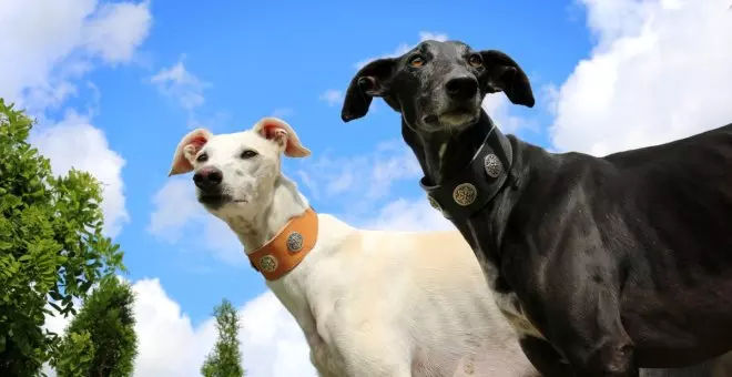 Galgos: cuidados y características de esta raza