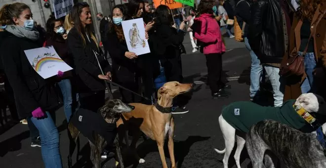 Turquía adopta una ley que obliga a capturar perros salvajes para trasladarlos a perreras