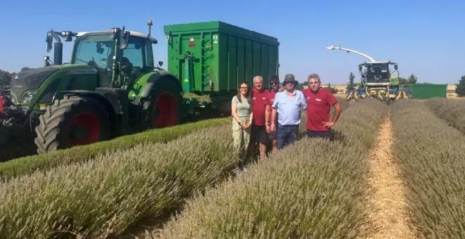 La cosecha de lavanda avanza "con normalidad" tras el adelanto autorizado para evitar la expansión de la plaga de gusanos