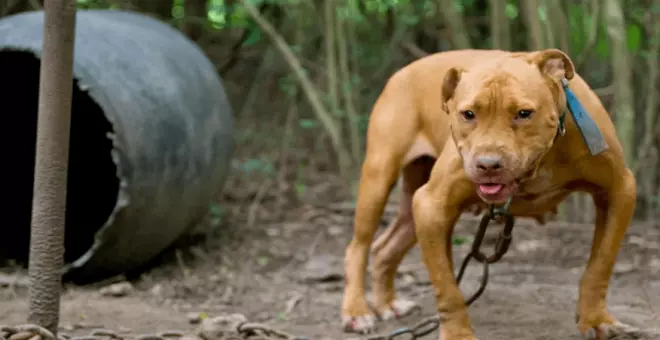 Killer, curtido por las peleas con perros robados