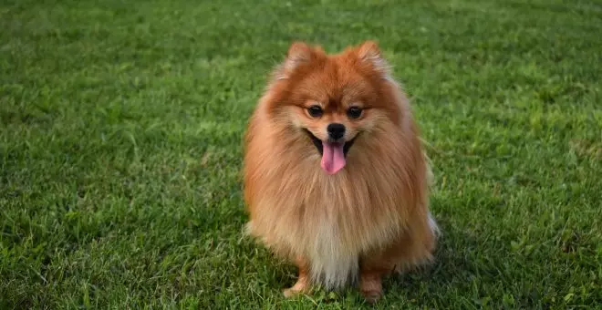 Pomerania: características y cuidados de esta raza