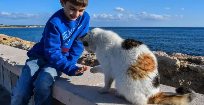 Aquel verano en que un gato salvaje fue mi amigo