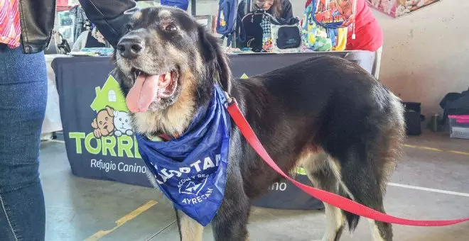 Vuelve la Jornada de Adopción de mascotas