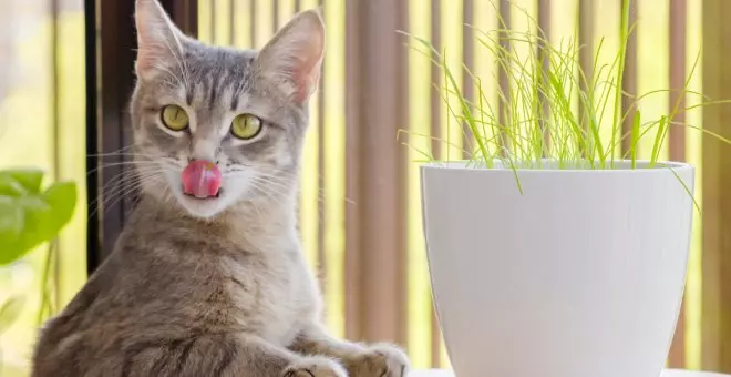 ¿Qué es el catnip? Descubre sus beneficios para tu gato