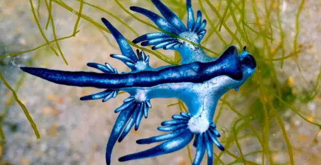 Pánico en las playas de Canarias por la aparición del peligroso molusco "dragón azul"