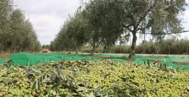 La producció d'oli d'oliva a Tarragona i l'Ebre caurà un 60% mentre es preveu una baixada generalitzada de preus