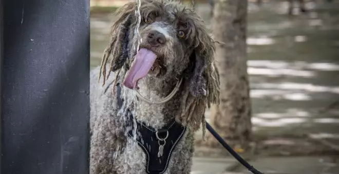 España, el único país de la UE que realiza un estudio sobre el abandono de los animales