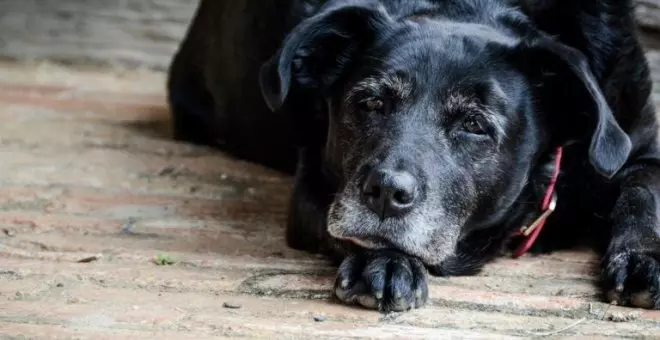 Miro al perro y mido mi tiempo en unidades de perro