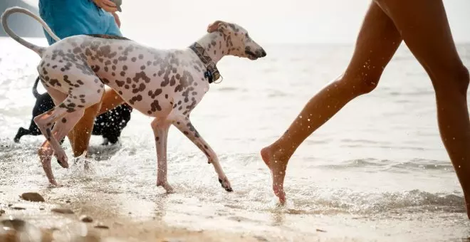 9 Playas de perros en Cantabria para ir con tu mascota