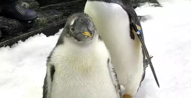 Muere Sphen, el famoso pingüino gay australiano que incubó una cría con su pareja