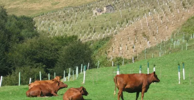 Aparecen las primeras vacas muertas por la Enfermedad Hemorrágica Epizoótica en la comarca pasiega