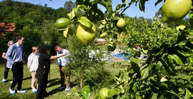 Cantabria quiere que el limón de Novales tenga IGP