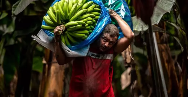 Los agricultores desperdician los plátanos de Canarias para que su precio no baje