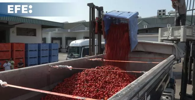 Las 120 toneladas de tomates cargadas en los camiones para la Tomatina 2024