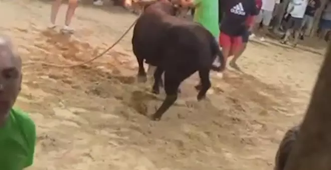 Maltrato animal en Sollana: un toro embolado acaba herido e indigna a la comunidad animalista