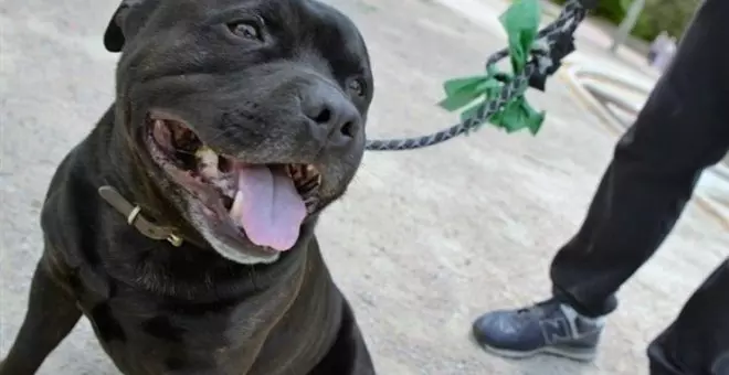 Un perro muerde a un viandante en Santander y su responsable lo deja abandonado en la calle