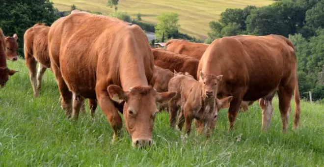 Cantabria confirma 160 casos de enfermedad hemorrágica y 28 animales muertos en agosto