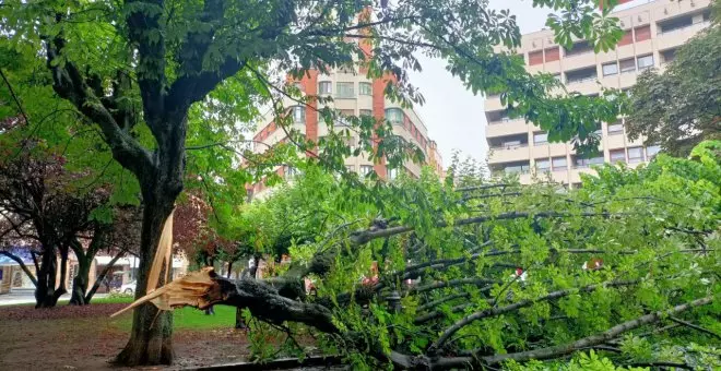 IU denuncia el abandono del arbolado en zonas verdes de Xixón