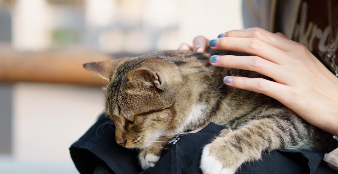 Por qué mi gato no ronronea