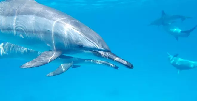 Cómo se reproducen los delfines