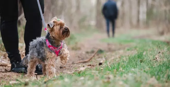 ¿Cuántas veces conviene sacar al perro a pasear?