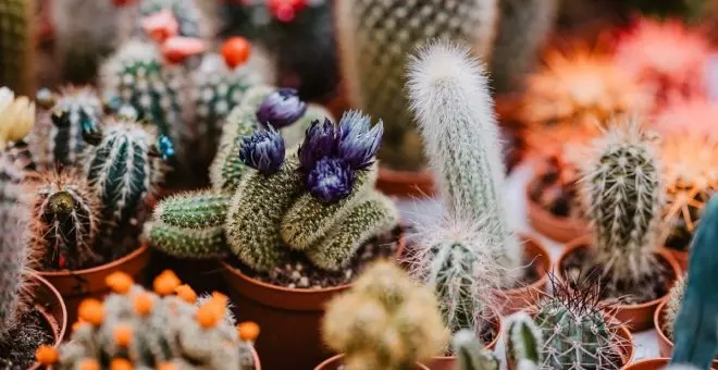 ¿Por qué se me mueren todos los cactus?