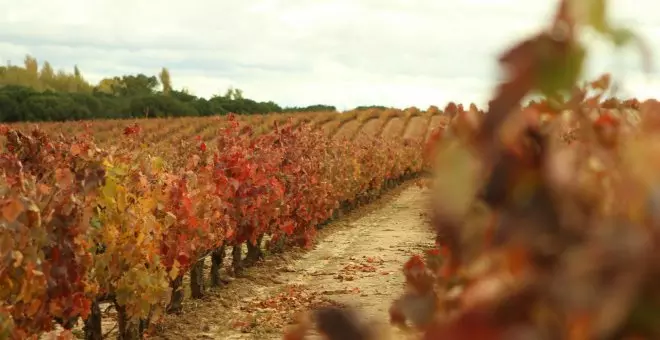 Aire Libre Otoño: Viñedos y pajareo, grullas y abedules