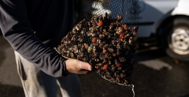 Intervenidos 19 kilos de percebes a dos furtivos en Alfoz de Lloredo