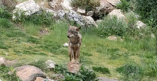 La Unión Europea confirma que pedirá rebajar la protección internacional del lobo ante el aumento de ataques al ganado