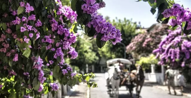 Buganvilla: cómo cuidar esta bonita planta durante todo el año