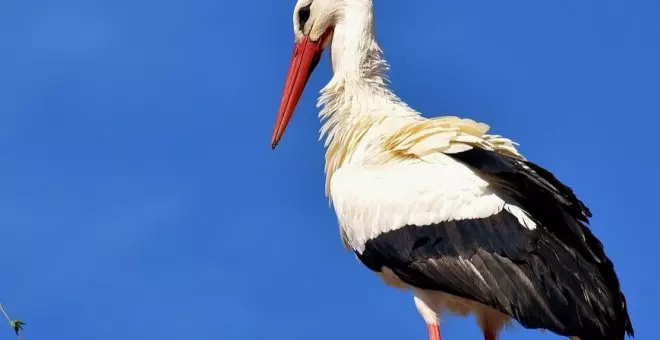 Los mejores lugares para ver aves en Cantabria