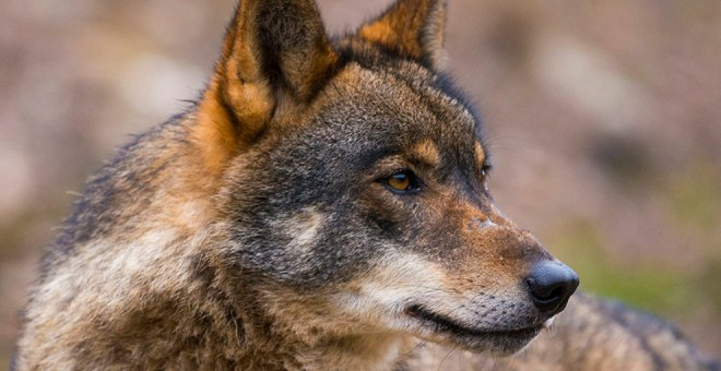 El Parlamento insta al Gobierno del PP a desarrollar el Plan de Gestión del Lobo, algo a lo que los 'populares' se abstienen