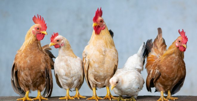 ¿Cómo se reproducen las gallinas? Fecundación e incubación de huevos