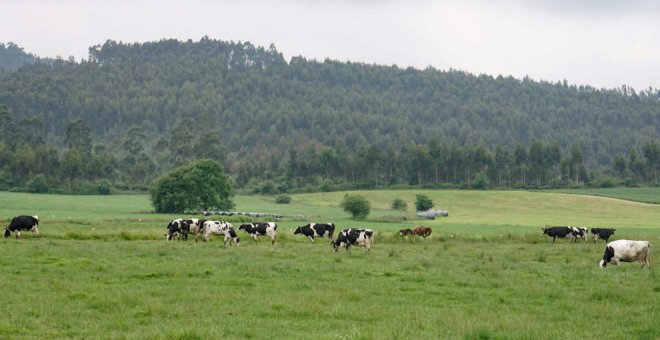 Cantabria registra 1.890 casos de animales afectados por la Enfermedad Hemorrágica, donde la cifra de fallecidos se eleva a 268