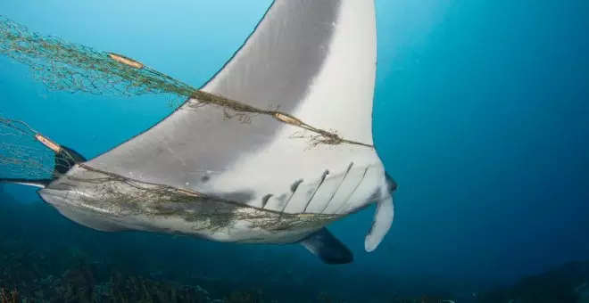 Golpe a la biodiversidad del planeta: las poblaciones de animales vertebrados en el mundo caen un 73% en 50 años