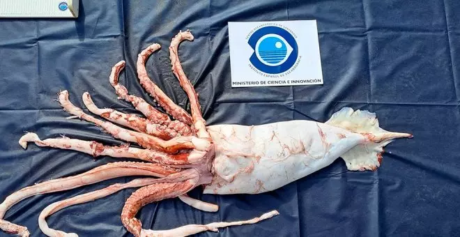 El Instituto del Centro Oceanográfico recibe un ejemplar de calamar gigante para su estudio