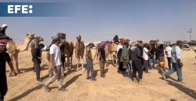 Carrera de camellos en el desierto del Néguev