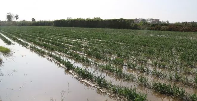 Els pagesos de Gavà i Viladecans preveuen pèrdues de fins el 90% per les pluges d'aquest dilluns